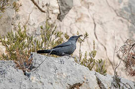 Blue Rock Thrush