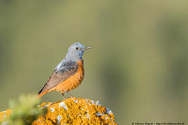 Common Rock Thrush