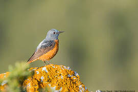 Common Rock Thrush