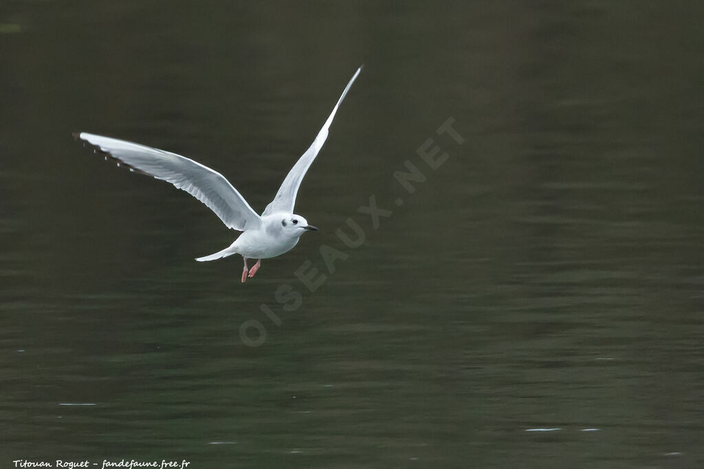 Mouette de Bonaparte