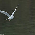 Mouette de Bonaparte