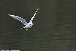 Bonaparte's Gull