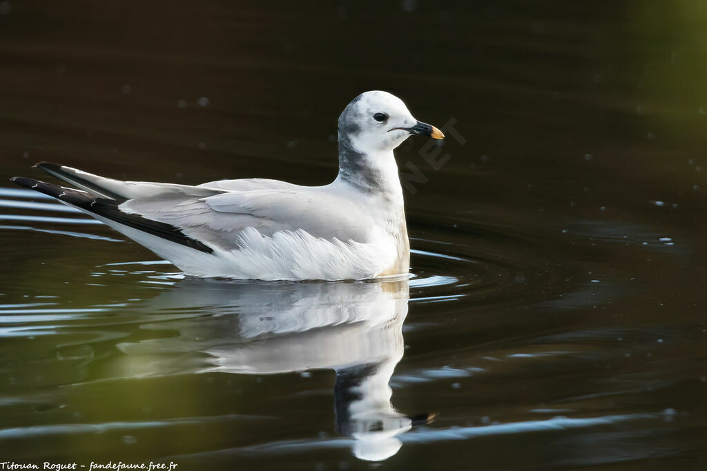 Mouette de Sabine