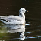 Mouette de Sabine