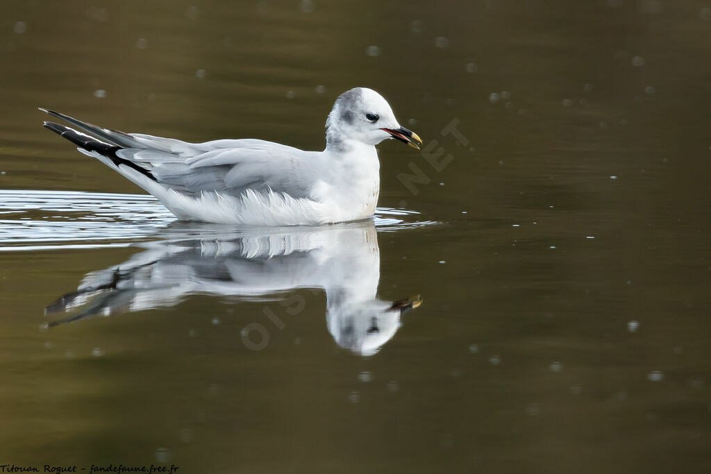 Mouette de Sabine