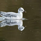 Mouette de Sabine