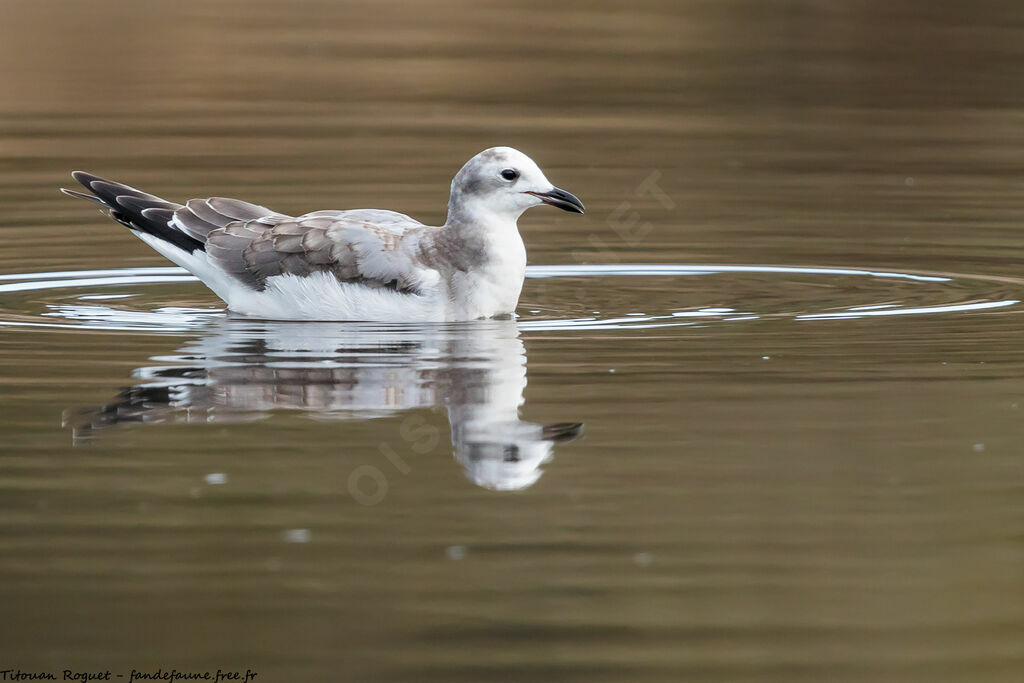 Mouette de Sabine