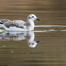 Mouette de Sabine