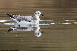 Mouette de Sabine