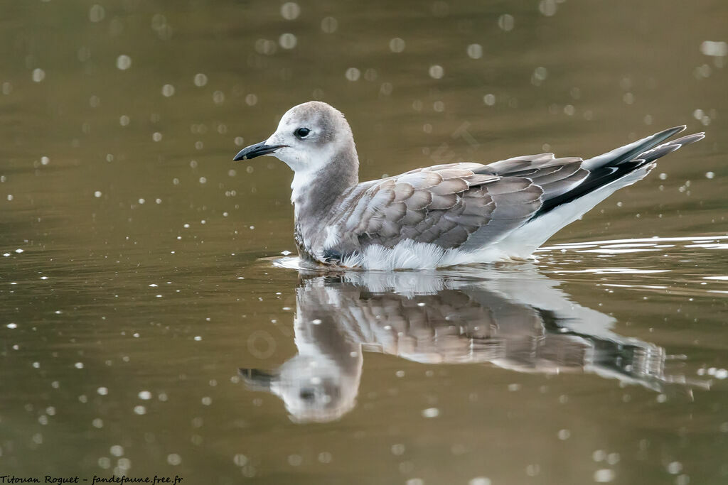 Sabine's Gull