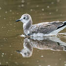 Mouette de Sabine