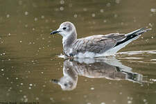 Mouette de Sabine