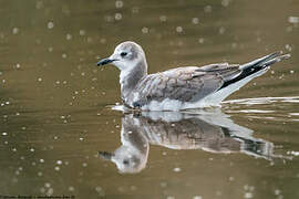 Sabine's Gull