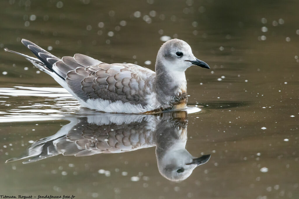 Mouette de Sabine