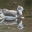 Mouette de Sabine