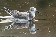 Mouette de Sabine