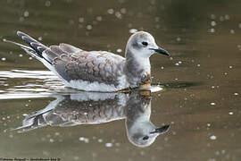 Sabine's Gull