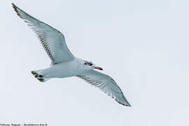 Mouette mélanocéphale