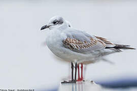 Mouette mélanocéphale