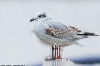 Mouette mélanocéphale