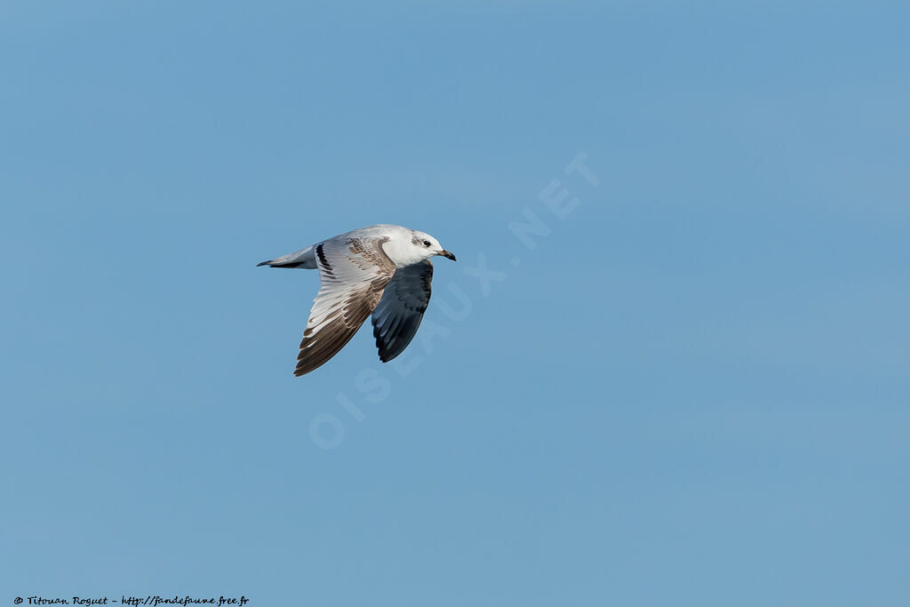 Mouette mélanocéphale, Vol