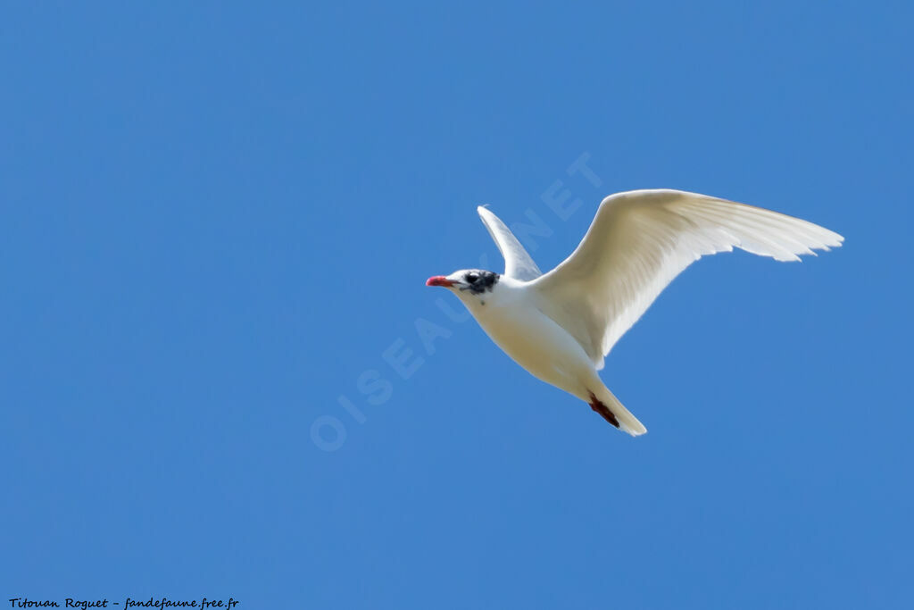 Mouette mélanocéphale