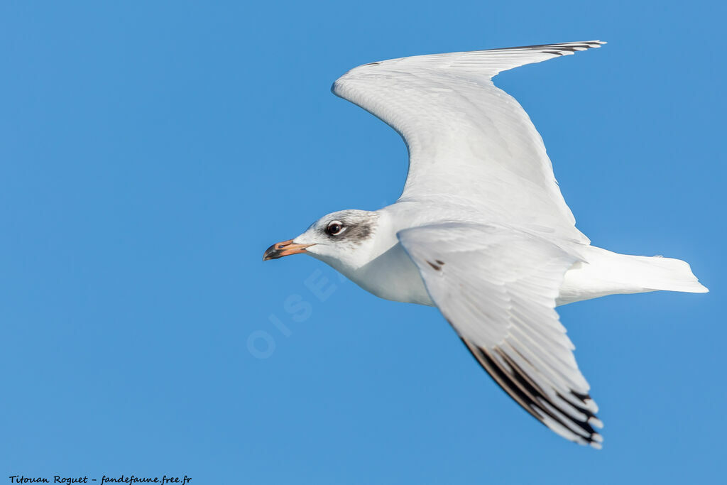 Mouette mélanocéphale