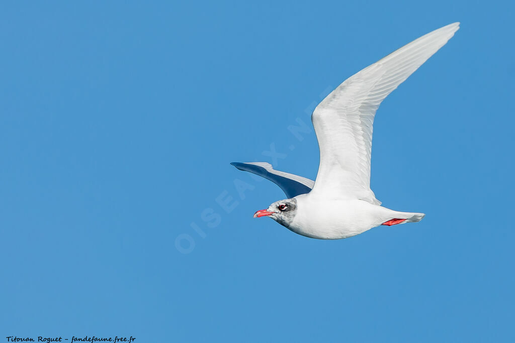 Mouette mélanocéphale