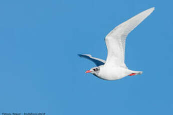 Mouette mélanocéphale