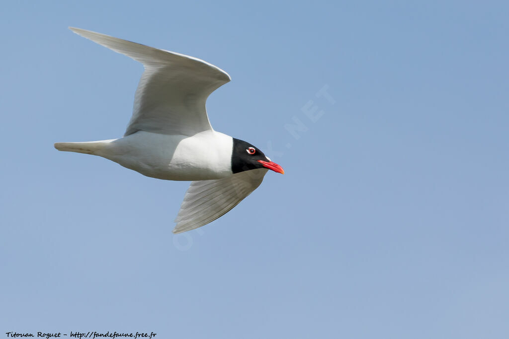 Mediterranean Gull