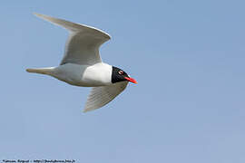 Mouette mélanocéphale