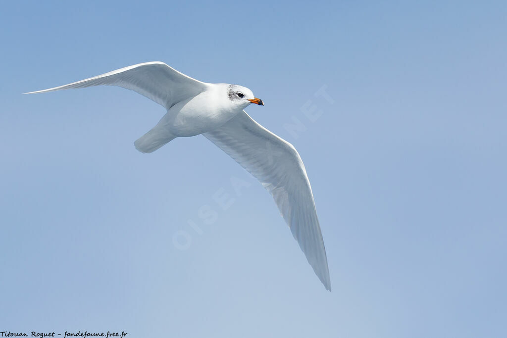 Mouette mélanocéphale