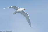 Mouette mélanocéphale