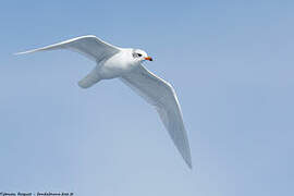 Mediterranean Gull