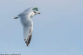 Mouette mélanocéphale