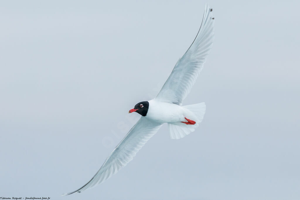 Mouette mélanocéphale