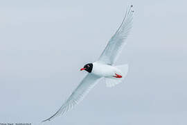 Mediterranean Gull