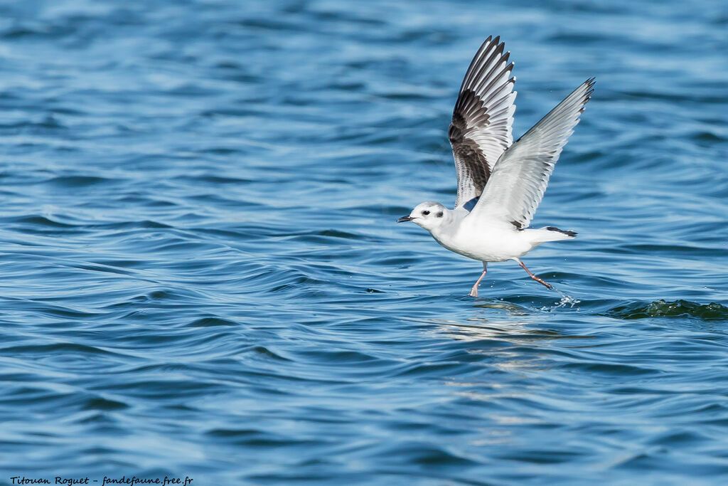 Little Gull