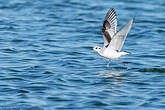 Mouette pygmée