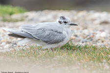 Mouette pygmée