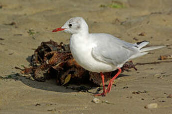 Mouette rieuse