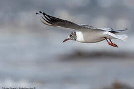 Mouette rieuse