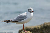 Mouette rieuse