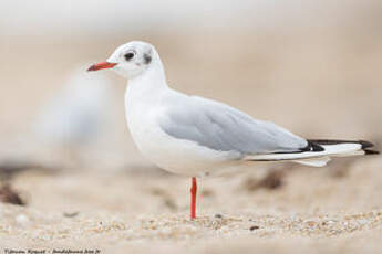 Mouette rieuse