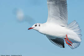 Mouette rieuse