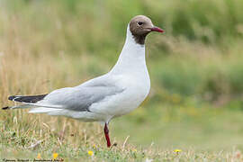 Mouette rieuse