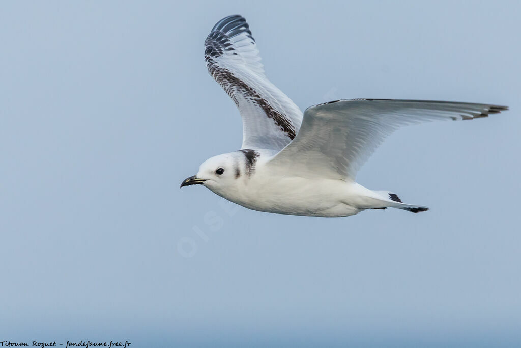 Mouette tridactyle