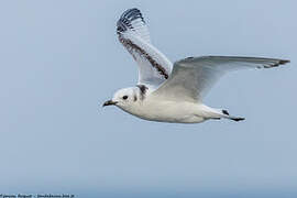 Black-legged Kittiwake