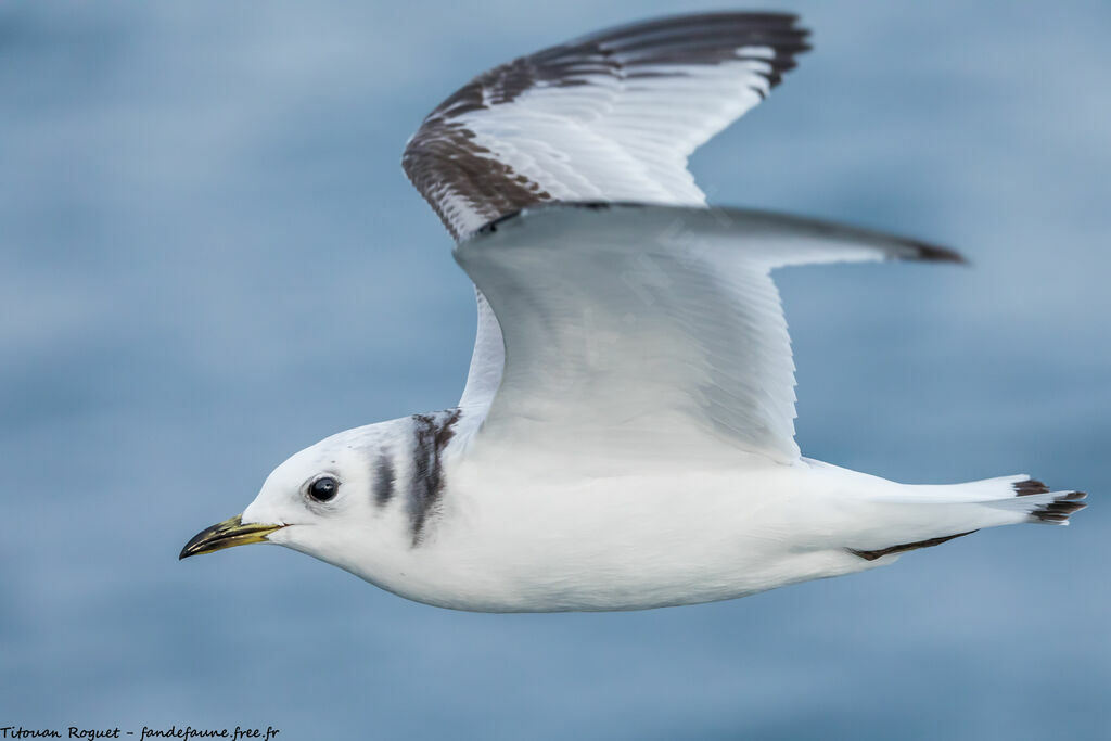 Black-legged Kittiwake