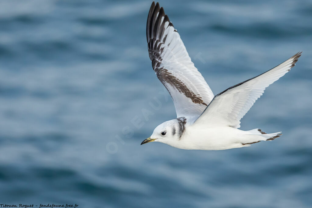 Black-legged Kittiwake